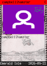 campbellihamster 