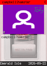 campbellihamster 
